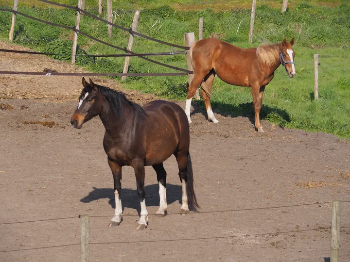 Kalkense Meersen (België)